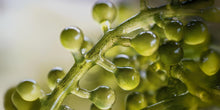 Alteromonas Ferment Extract