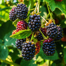 Blackberry Fruit Extract