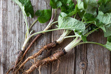 Burdock Root Extract