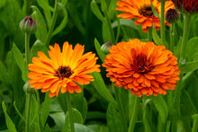 Calendula Flower Extract