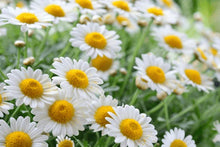 Chamomile Flower Extract