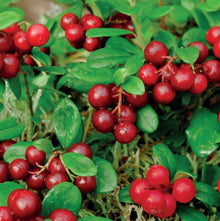 Cranberry Extract