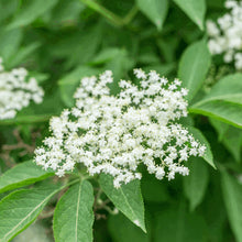 Elder Flower Extract