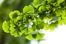Ginkgo Leaf Extract