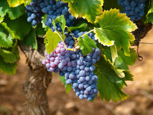 Grape Seed Extract