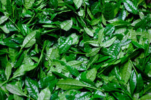 Green Tea Leaf Extract