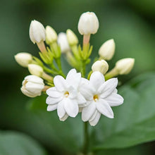 Jasmine Flower Extract