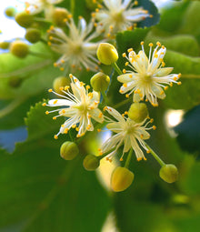 Linden Flower Extract