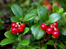 Lingonberry Extract