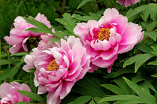 Peony Extract