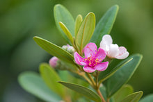 Rose Myrtle Extract