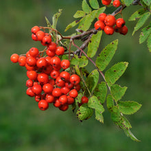 Rowanberry Fruit Extract