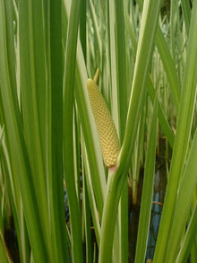 Sweet Flag Root Extract