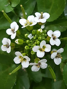 Watercress Flower Extract