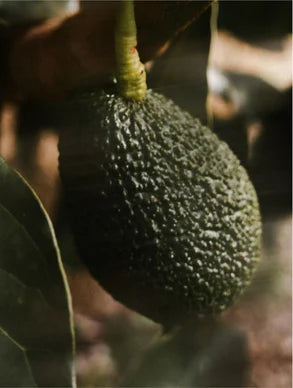 Stable Vitamin C Serum with Ferulic Acid