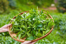 Black Tea Leaf Extract