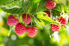 Raspberry Oil