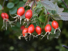 Rosehip Seed Oil