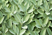 Sage Leaf Extract