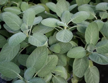Sage Extract