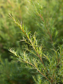 3% Tea Tree Leaf Oil