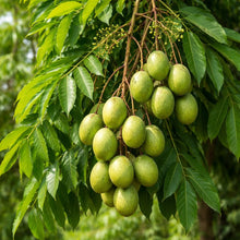 Wild Mango Kernel Butter